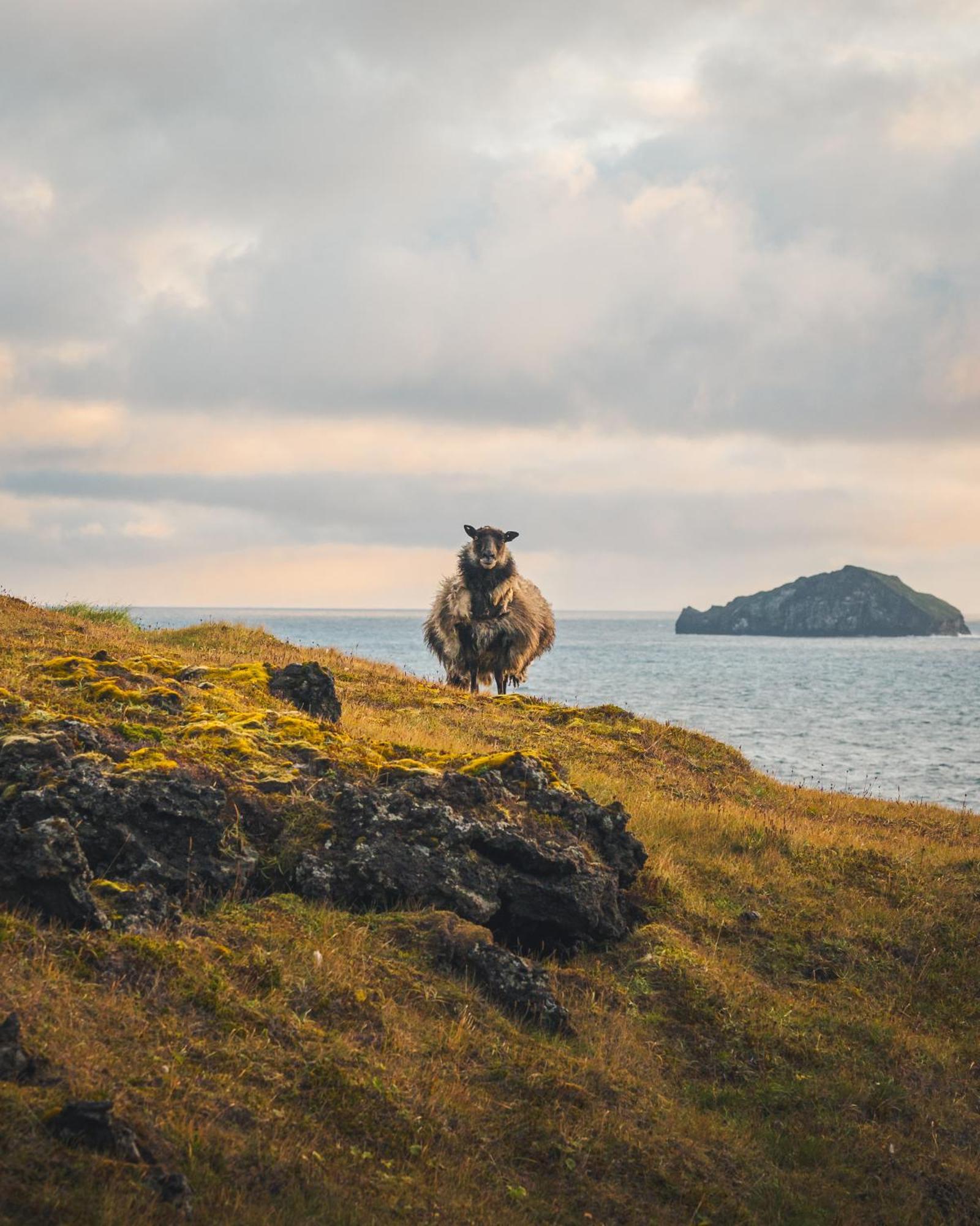 Westman Islands Inn Vestmannaeyjar Esterno foto